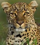 leopard78